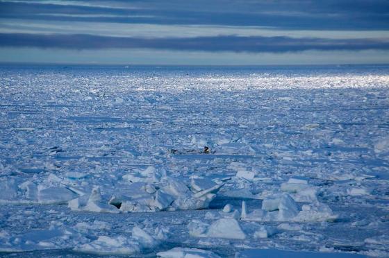 packice_courtesy-fogoislandinn